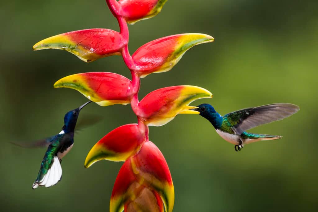 White-necked Jacobin (Florisuga mellivora aka Collared Hummingbird) Boca Tapada, Alajuela Province,